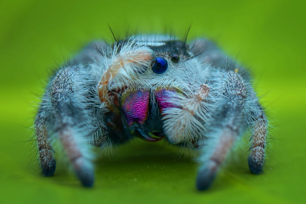 Eine kleine süße Spinne die es echt gibt