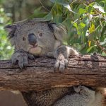 Ein Koala hängt auf einem Ast