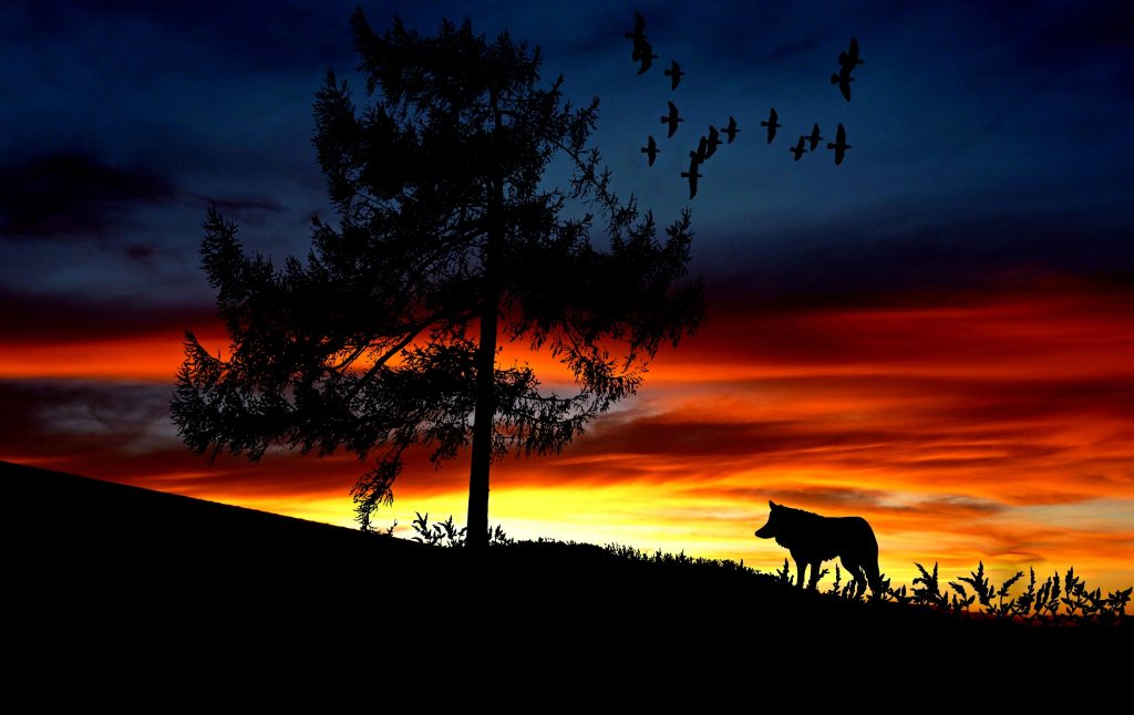 Wolfssilhuette vorm Sonnenuntergang