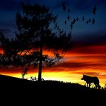 Wolfssilhuette vorm Sonnenuntergang