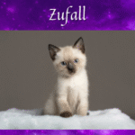 Überschrift "Zufall" über einem Bild von einer kleinen weißen Katze mit braunen Ohren, Schnäuzchen und Pfoten, vor einem lila Galaxyhintergrund
